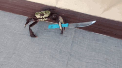 Crab with a knife